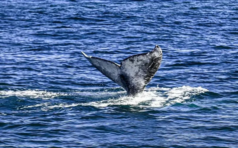 3-Hour Whale Watch Cruise with Legacy Whale Watch — boat tours and day cruises from San Diego, USA